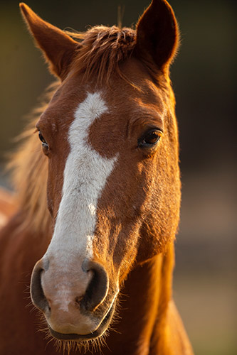 horses